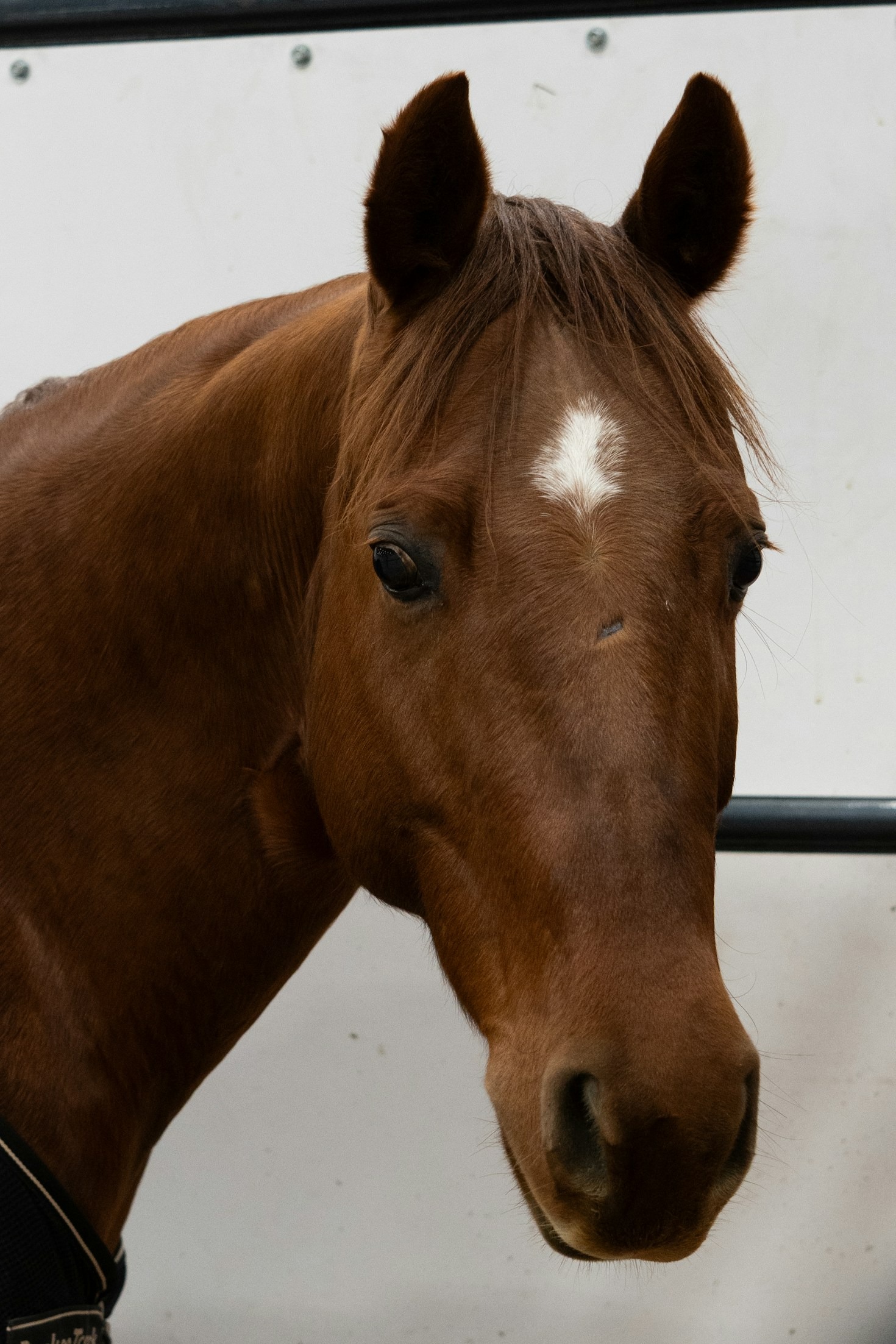 Die besten Pflegepraktiken für erwachsene Pferde
